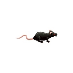 Rubber Rat